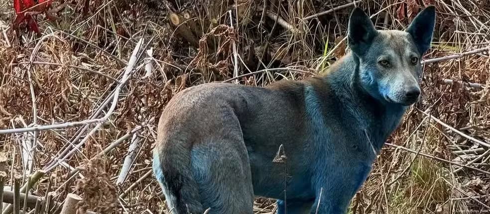 O mistério dos cães azuis de Chernobyl