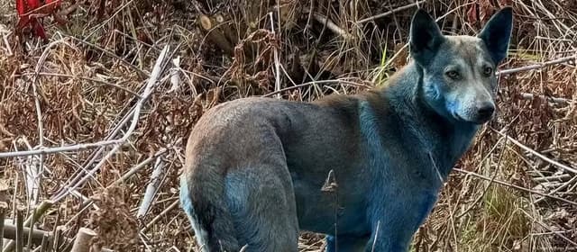 O mistério dos cães azuis de Chernobyl